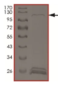 SDS-PAGE - Recombinant Human GC-F protein (AB217830)