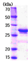 SDS-PAGE - Recombinant Human GC1q R protein (AB78834), expandable thumbnail