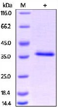 SDS-PAGE - Recombinant Human GC1q R protein (His tag) (AB206007), expandable thumbnail
