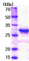 SDS-PAGE - Recombinant Human GC1q R protein (Tag Free) (AB78834)