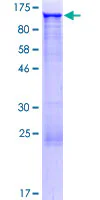 SDS-PAGE - Recombinant Human GCC1 protein (GST tag N-Terminus) (AB164034)