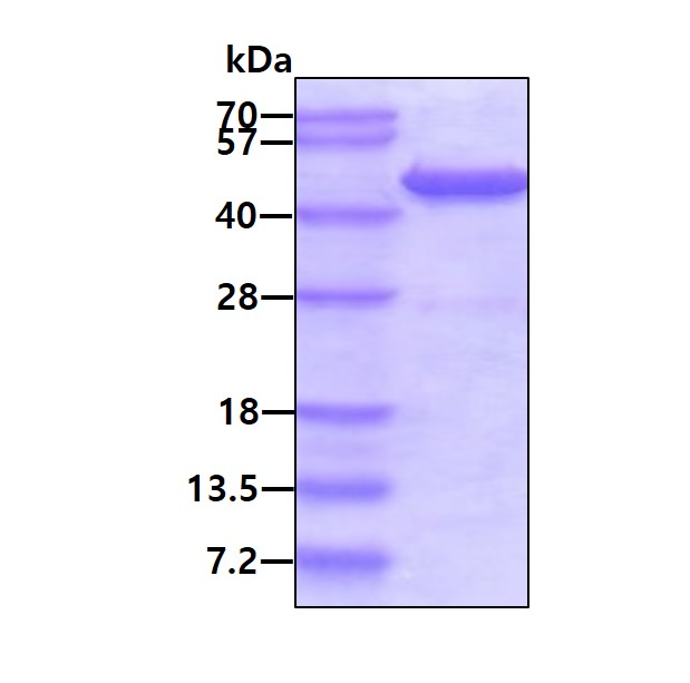 SDS-PAGE - Recombinant Human GCDH/GCD protein (AB98118), expandable thumbnail