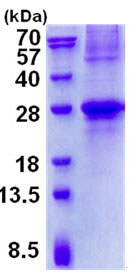 Recombinant Human GCET2 protein