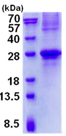 SDS-PAGE - Recombinant Human GCET2 protein (His tag N-Terminus) (AB137147)