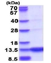 SDS-PAGE - Recombinant Human GCHFR protein (His tag N-Terminus) (AB180307)
