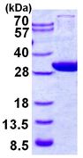 SDS-PAGE - Recombinant Human GCLM protein (His tag N-Terminus) (AB130054)