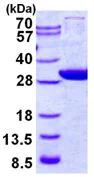 SDS-PAGE - Recombinant Human GCLM protein (His tag N-Terminus) (AB130054)