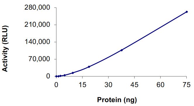 Functional Studies - Recombinant human GCN2 protein (Active) (AB268520)