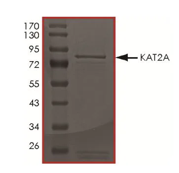 SDS-PAGE - Recombinant human GCN5L2 protein (Active) (AB268694)