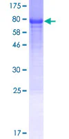 SDS-PAGE - Recombinant Human GDAP2 protein (GST tag N-Terminus) (AB162855)