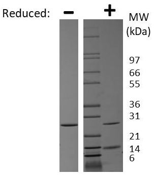 SDS-PAGE - Recombinant human GDF 5 protein (Active) (AB269223)