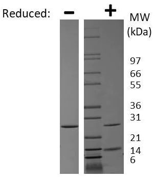 SDS-PAGE - Recombinant human GDF 5 protein (Active) (AB269223)