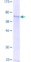 SDS-PAGE - Recombinant Human GDF 9 protein (GST tag N-Terminus) (AB158509)