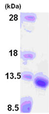 SDS-PAGE - Recombinant Human GDF10 protein (AB86694), expandable thumbnail