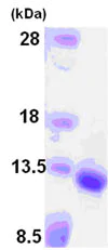 SDS-PAGE - Recombinant Human GDF10 protein (Tag Free) (AB86694)