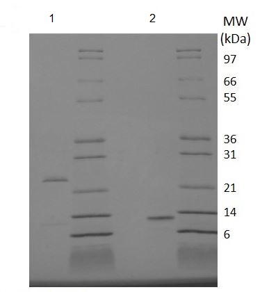 SDS-PAGE - Recombinant human GDF11 protein (Active) (AB218080), expandable thumbnail