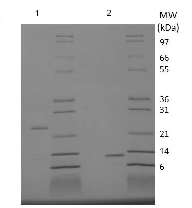 SDS-PAGE - Recombinant human GDF11 protein (Active) (AB218080)