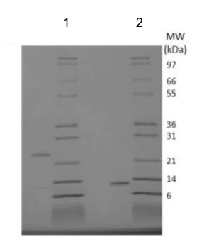 SDS-PAGE - Recombinant human GDF11 protein (Animal Free) (AB218103)