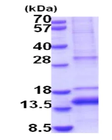 SDS-PAGE - Recombinant Human GDF11 protein (denatured) (His tag N-Terminus) (AB202626)