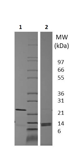 SDS-PAGE - Recombinant Human GDF15 (mutated D197H) protein (AB256014)