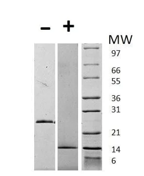 SDS-PAGE - Recombinant Human GDF15 protein (AB125769)
