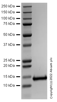SDS-PAGE - Recombinant Human GDF15 protein (Active) (AB302451)