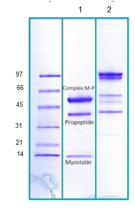 Recombinant Human GDF8 / Myostatin protein