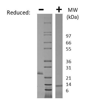 SDS-PAGE - Recombinant human GDF8 / Myostatin protein (Active) (AB269163), expandable thumbnail