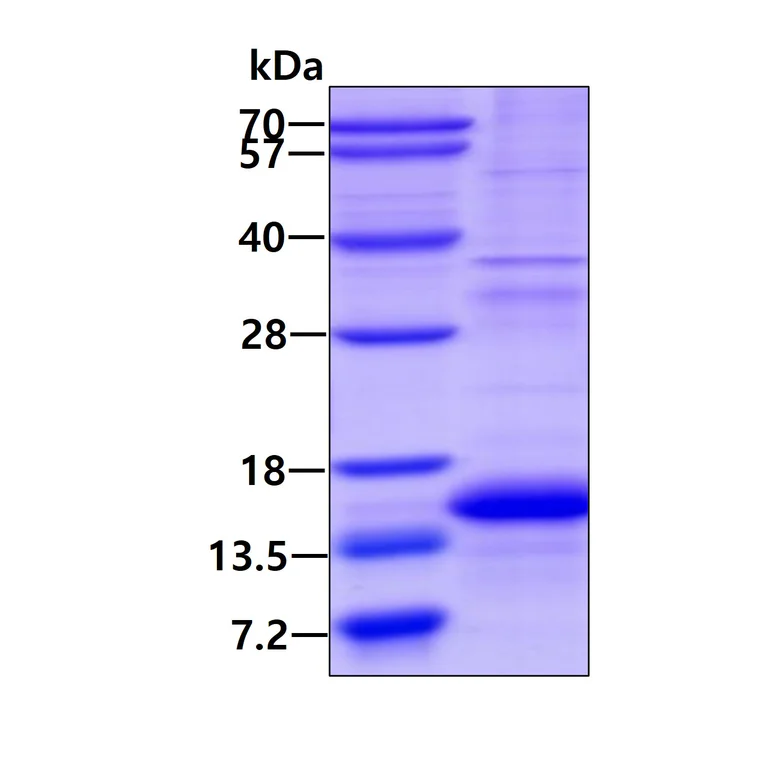 SDS-PAGE - Recombinant Human GDF8 / Myostatin protein (denatured) (AB202170)