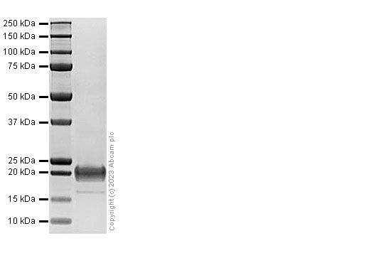 SDS-PAGE - Recombinant Human GDNF Protein (AB313695), expandable thumbnail
