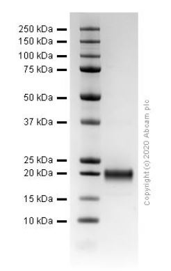 SDS-PAGE - Recombinant human GDNF protein (Active) (AB259417), expandable thumbnail