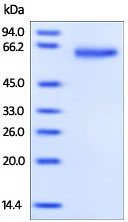 Recombinant human GDNF Receptor alpha 1/GFRA1 protein