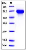 SDS-PAGE - Recombinant Human GDNF Receptor alpha 2/GFRA2 protein (His tag) (AB276249)