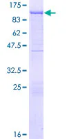 SDS-PAGE - Recombinant Human Gelsolin plasma protein (GST tag N-Terminus) (AB114279)