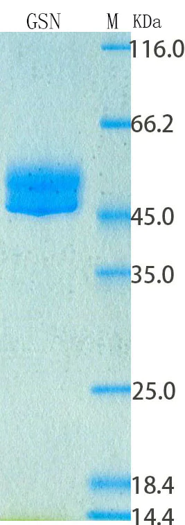 SDS-PAGE - Recombinant Human Gelsolin Protein Standard (His tag) (AB316387)