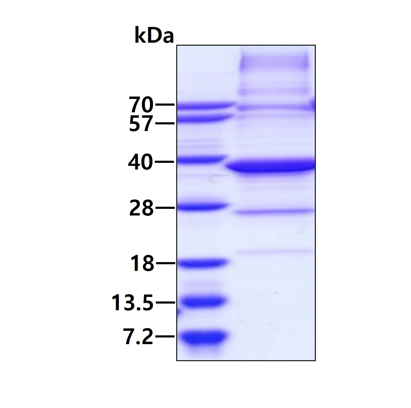 SDS-PAGE - Recombinant Human Geminin protein (AB86447), expandable thumbnail