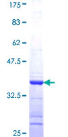 SDS-PAGE - Recombinant Human Gephyrin protein (AB153064)