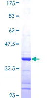 SDS-PAGE - Recombinant Human Gephyrin protein (GST tag N-Terminus) (AB153064)