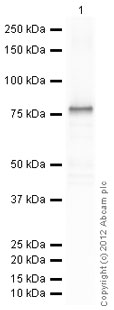 Western blot - Recombinant Human GFAP protein (AB114149), expandable thumbnail