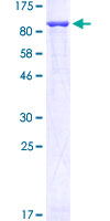 SDS-PAGE - Recombinant Human GFPT1 protein (GST tag N-Terminus) (AB152423)