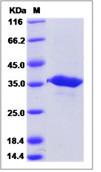 SDS-PAGE - Recombinant Human GGPS1 protein (His tag) (AB276655), expandable thumbnail