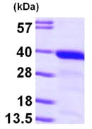 SDS-PAGE - Recombinant Human GGPS1 protein (His tag N-Terminus) (AB100959)