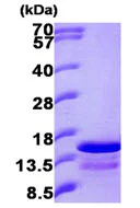 SDS-PAGE - Recombinant Human Ghrelin protein (AB89233)