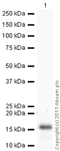Western blot - Recombinant Human Ghrelin protein (His tag N-Terminus) (AB89233)
