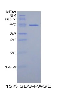 SDS-PAGE - Recombinant human GHRH protein (AB315374)
