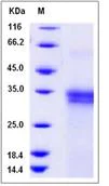 SDS-PAGE - Recombinant Human GILT protein (His tag) (AB276486)
