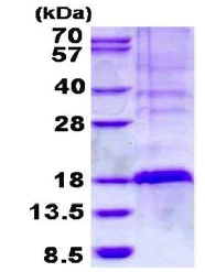 SDS-PAGE - Recombinant Human GilZ / TilZ protein (AB134597)