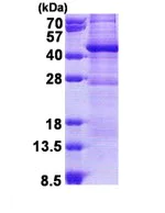 SDS-PAGE - Recombinant Human GIMAP6 protein (His tag N-Terminus) (AB167915)
