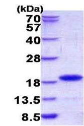 SDS-PAGE - Recombinant Human GIP protein (AB156354), expandable thumbnail