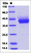 SDS-PAGE - Recombinant Human GIP protein (Fc Chimera) (AB276649)